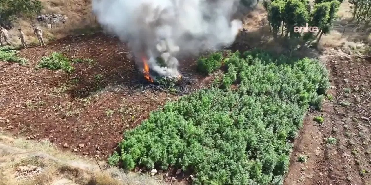 Diyarbakır'da 'uyuşturucu' operasyonu: 1 milyon 755 bin kök kenevir ve skunk ele geçirildi