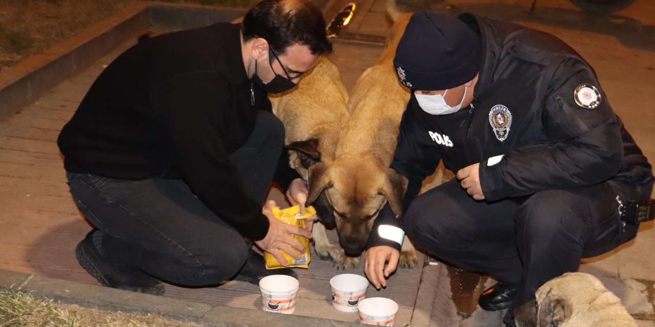 Hatay'da hayvanseverler, kısıtlamadan dolayı aç kalan sokak hayvanlarını besledi