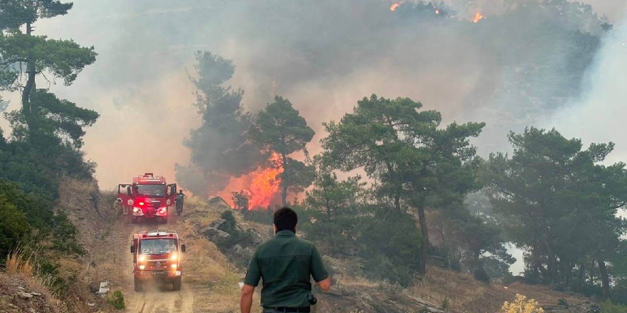 Aydın'daki orman yangınına müdahale yeniden başladı