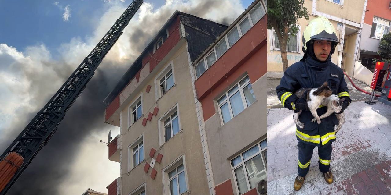 Avcılar’da çatı katında yangın çıktı: Evdeki 25 kediden 10'u yangından dolayı hayatını kaybetti