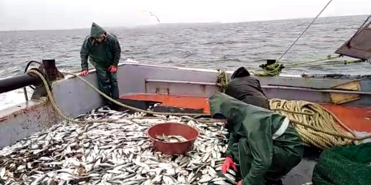 Sarıkanat balıkçıların yüzünü güldürdü