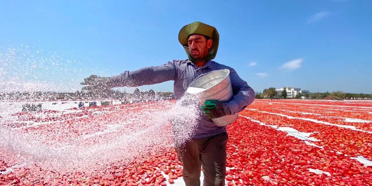 İtalyan pizzasının sırrı Torbalı'dan çıkıyor: ABD, Hollanda sırada bekliyor...