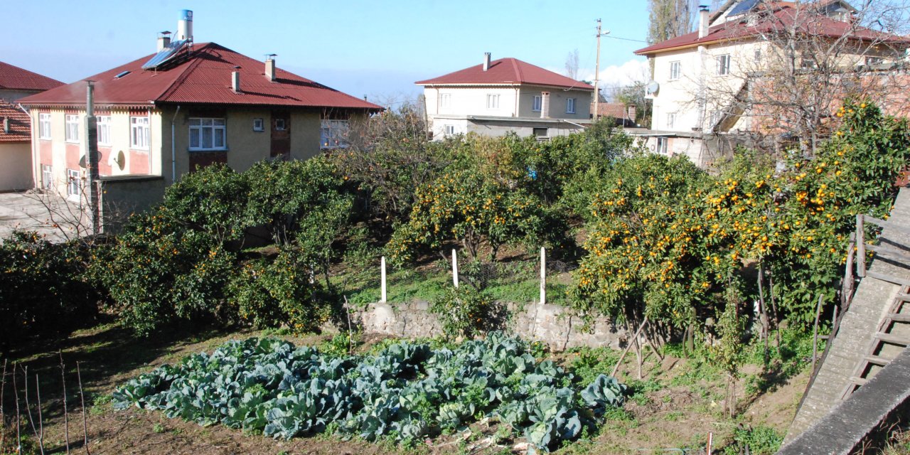 Bartın'da 45 aile bahçelerinde mandalina, limon ve portakal yetiştiriyor