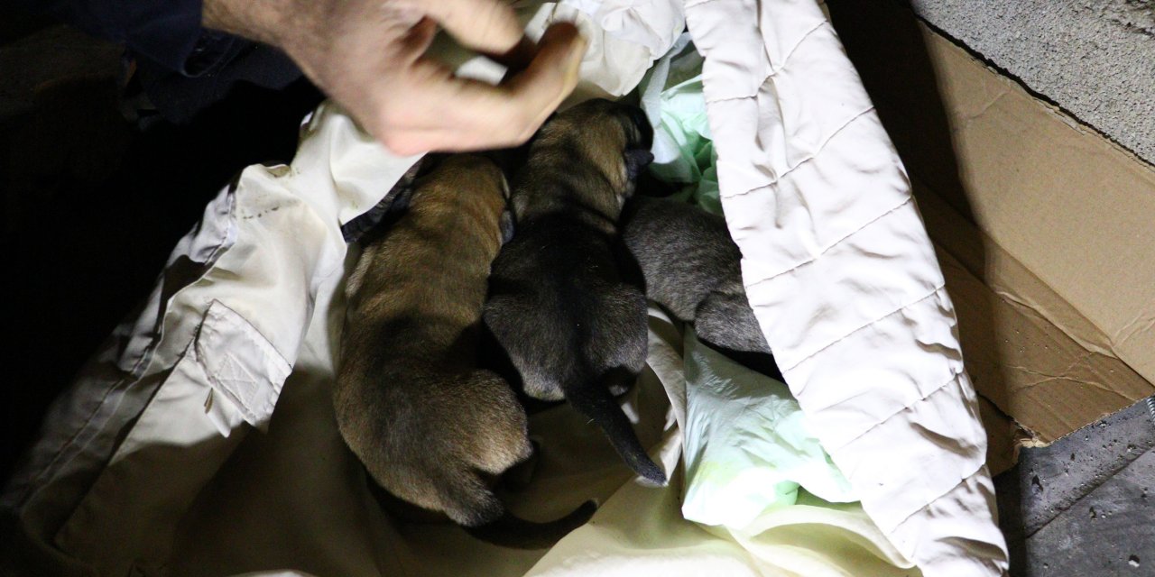 Ankara'da 6 sokak köpeği zehirlenerek öldürüldü