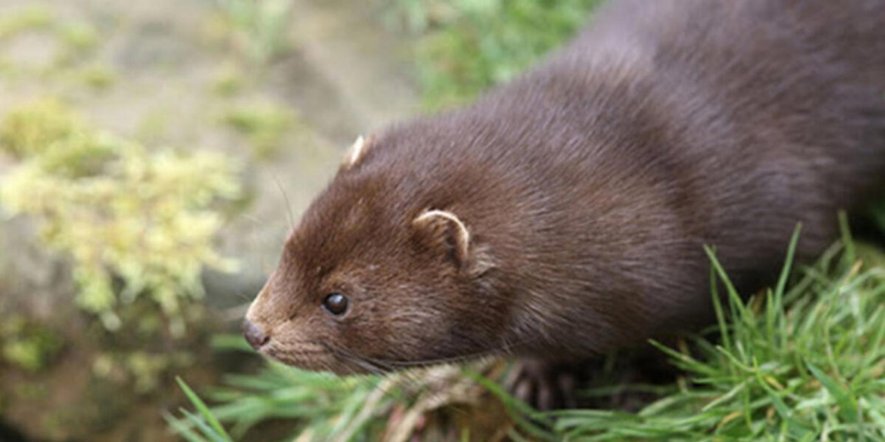 DSÖ koronavirüs bulaştıran hayvanları açıkladı