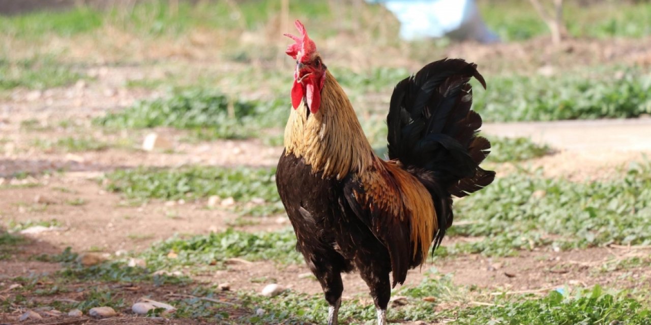 Öterken bayıldı, fenomen oldu! Denizli horozu için otomobil teklif edildi...