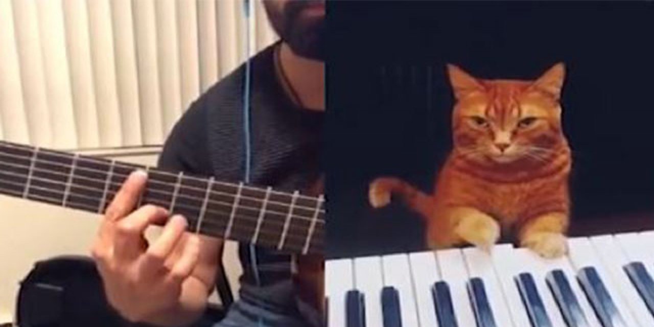 Piyano çalan kediyle "caz düeti" İşte sosyal medyayı sallayan o video...
