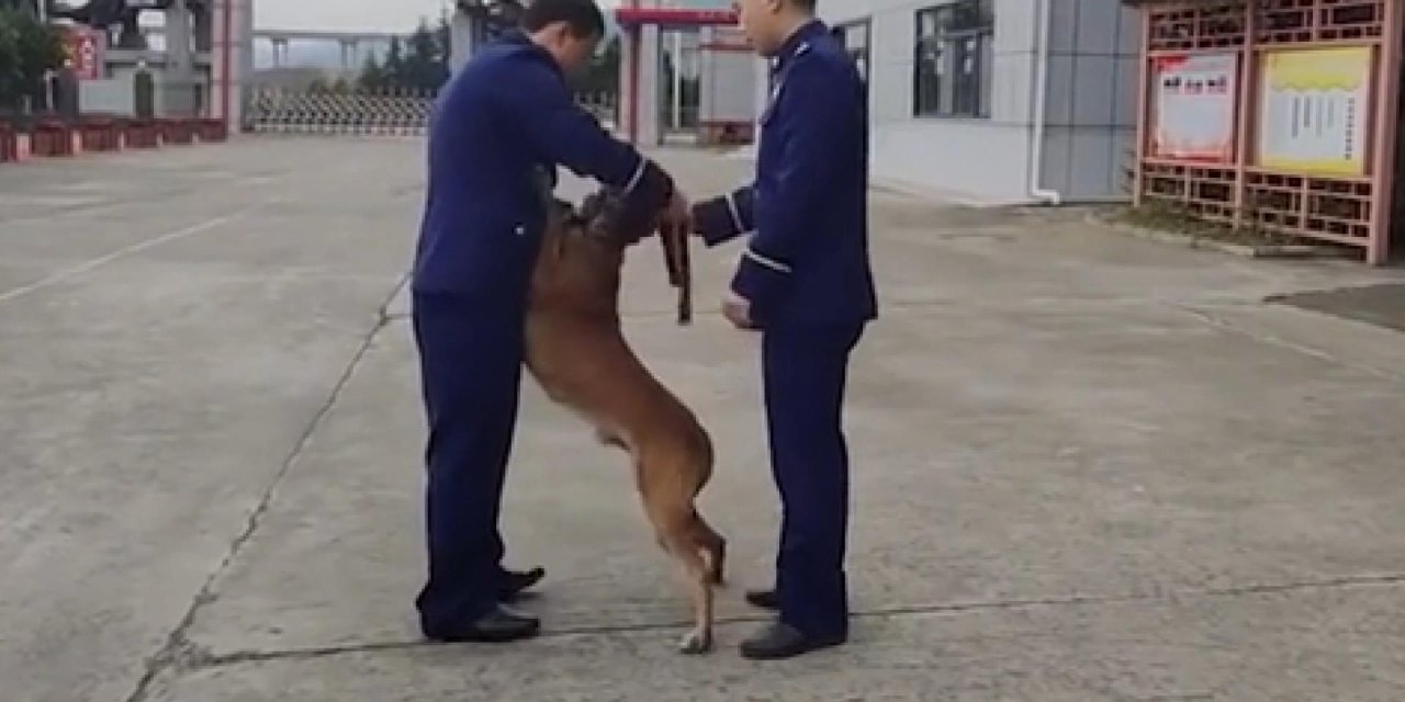 Çin’de arama köpeği, itfaiyeden emekli olan eğitimcisinin aracının peşini bırakmadı