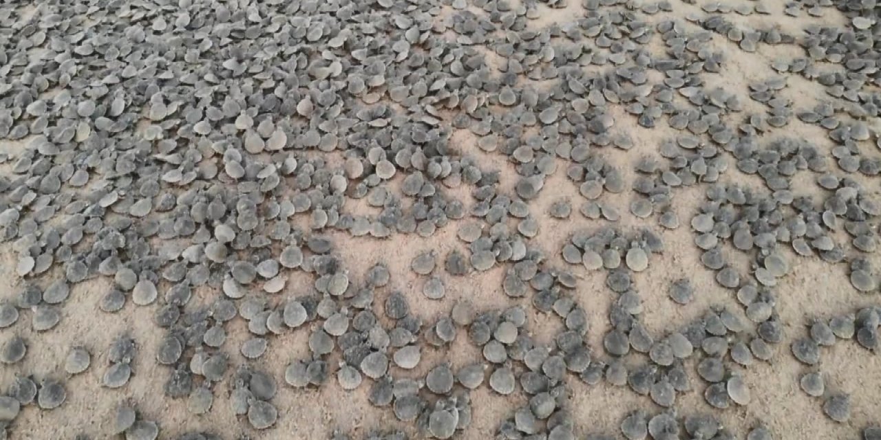 Amazon Nehri’nde kaplumbağa seli