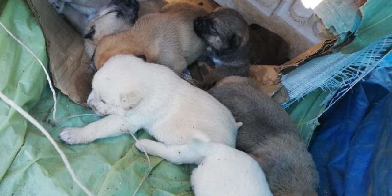 anne köpek yavrularını neden öldürür