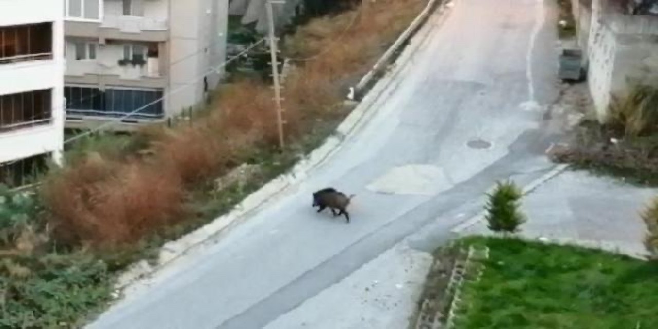 Bursa'da, yerleşim yerine inen domuzun yiyecek aradığı anlar kamerada