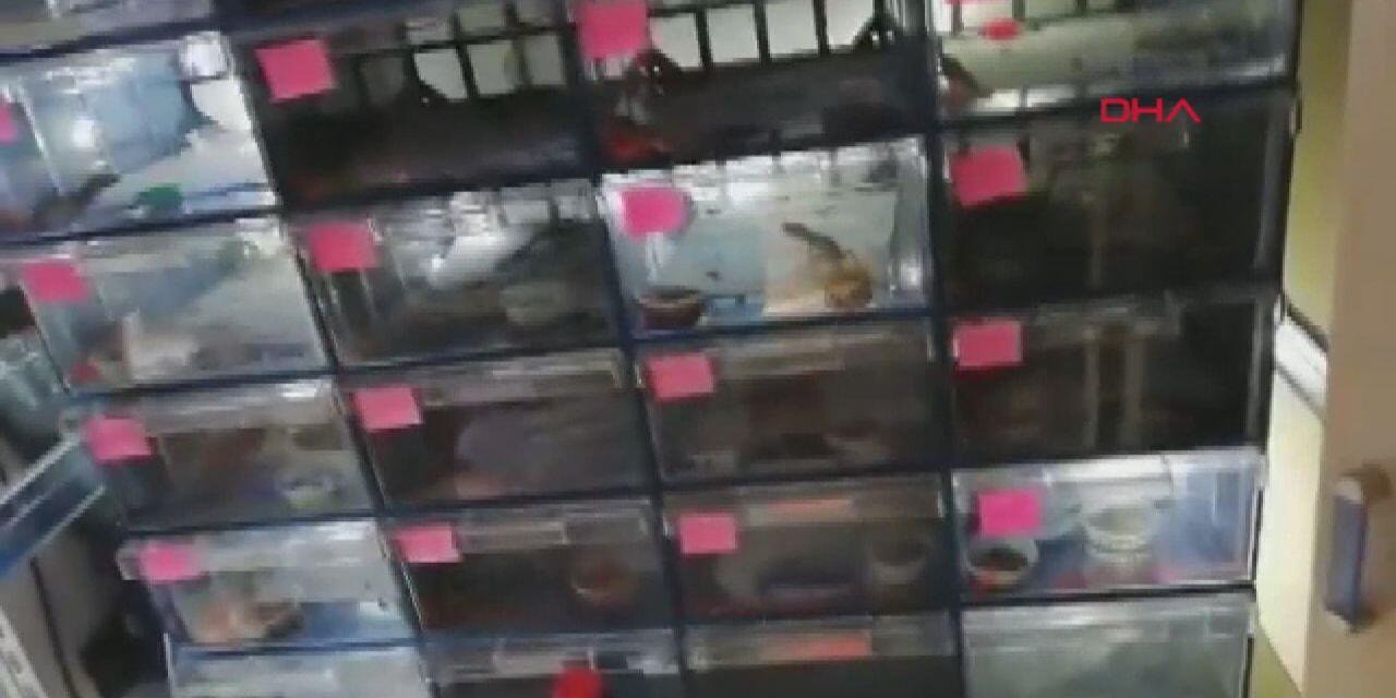 Piton ve tarantula dolu eve baskın
