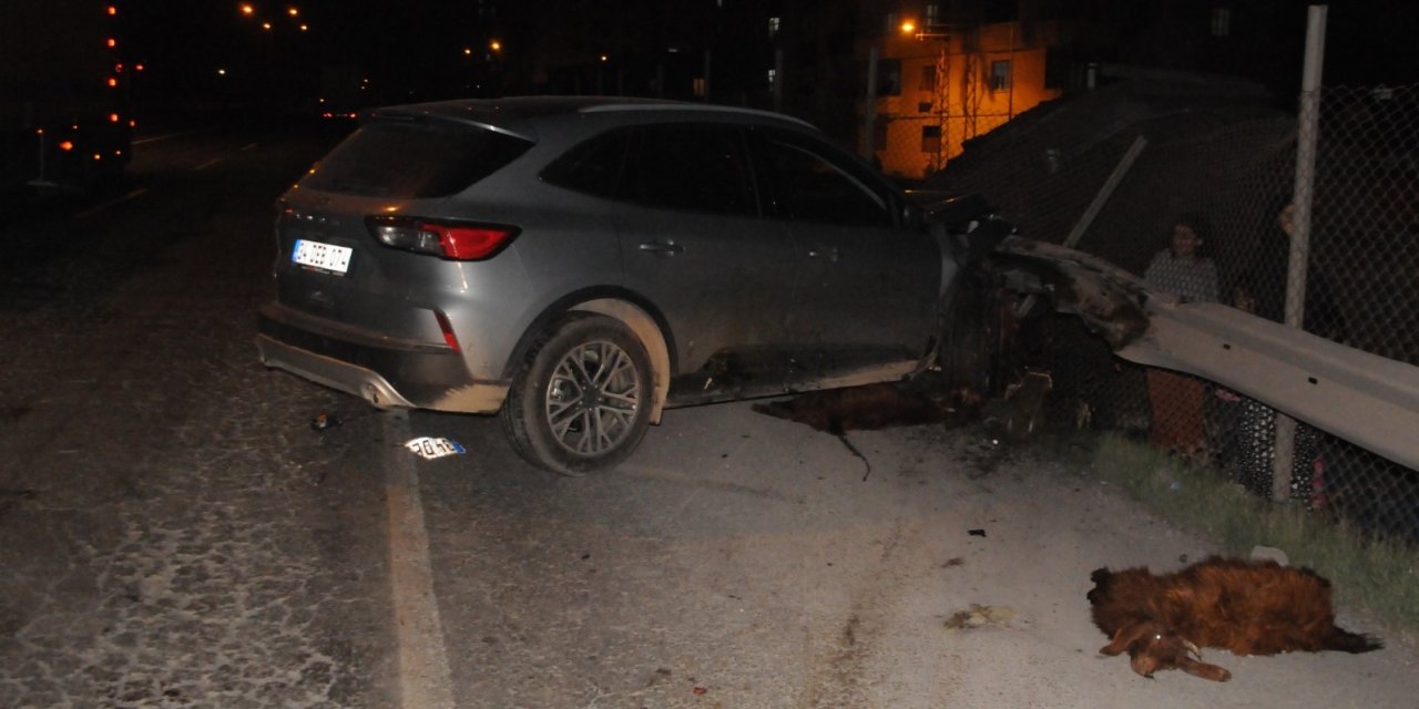 Zincirleme kazaya neden olan sürüdeki 30 koyun öldü, 3 kişi yaralandı