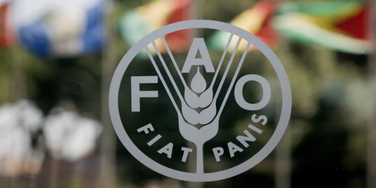 FAO uyardı Akdeniz ve Karadeniz'deki avcılığın 230 bin tonu ıskarta