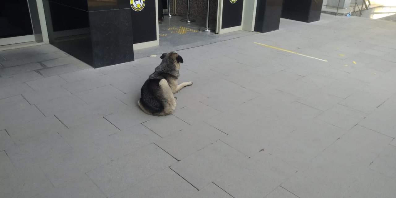 Sahibini bekleyen köpek, adliye kapısından ayrılmadı