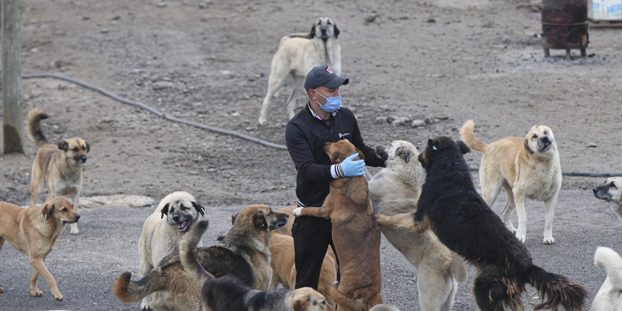 'Patiliköy' adını verdiği barınakta, 550 köpeğin bakımını yapıyor
