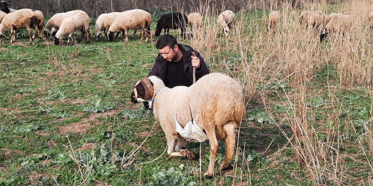 Havranlı çoban, paylaştığı videolarla sosyal medya fenomeni oldu