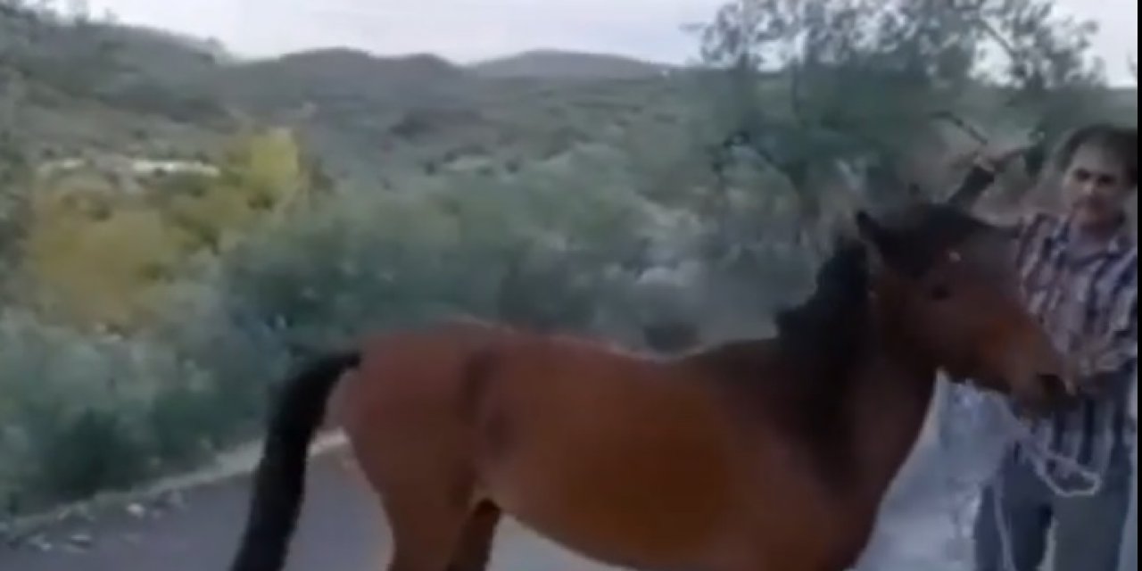 Çanakkale'de ata eziyet eden kişiye ceza kesildi