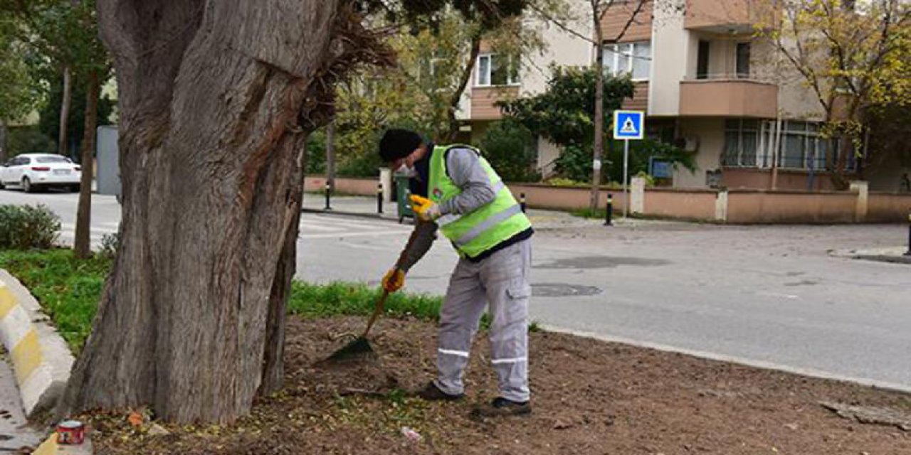 Tuzla'da 600 yıllık ağaç,  arılara ev sahipliği yapıyor