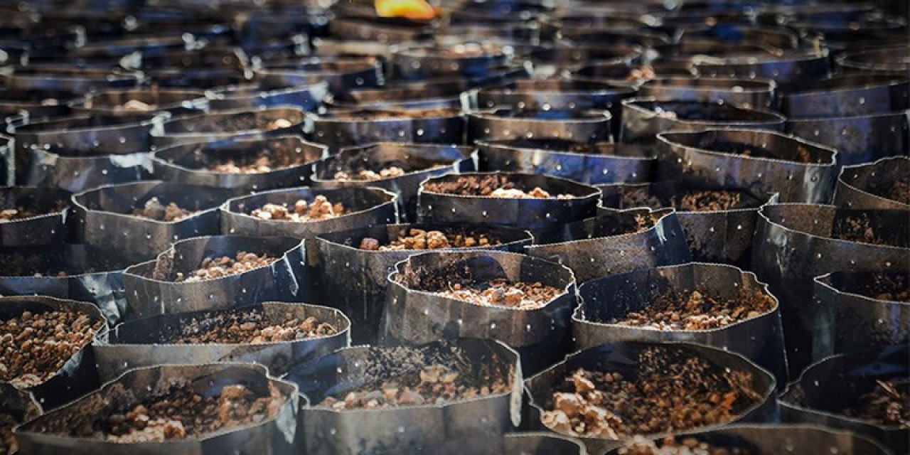 20 ton çay imha edildi, 122 bin ton çay da küflenmek üzere! ÇAYKUR'daki darboğaz büyüyor...