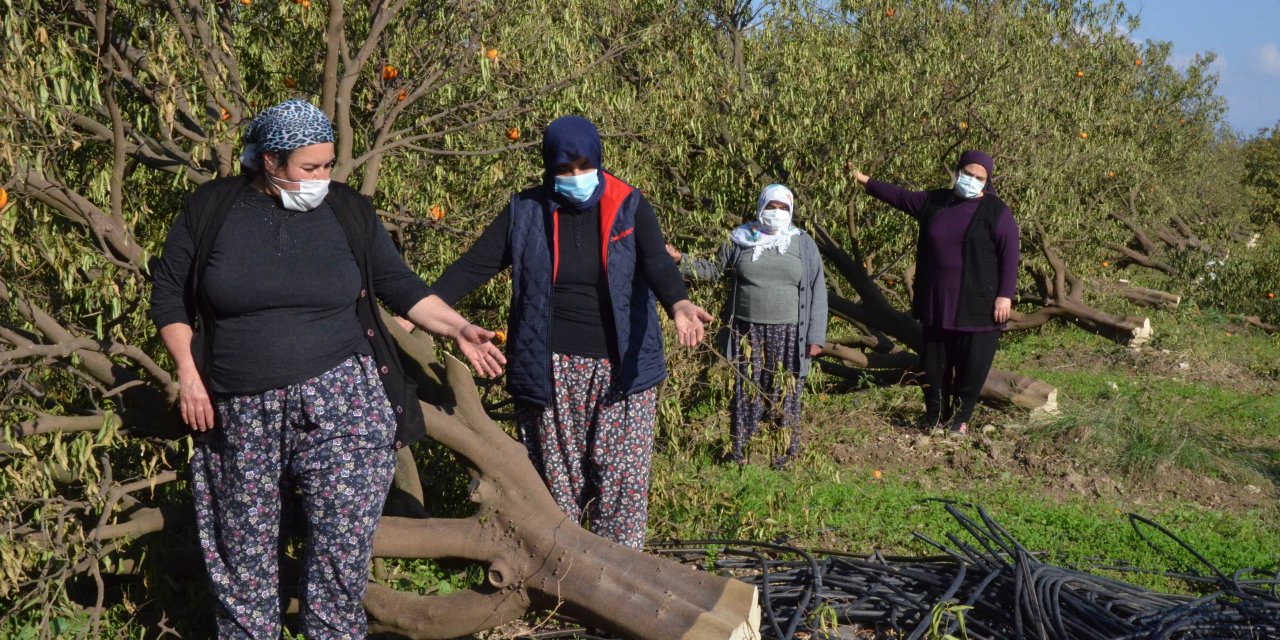 Arazideki 1000'in üzerinde ağaç kesilince, mirasçı kardeşler nöbete başladı