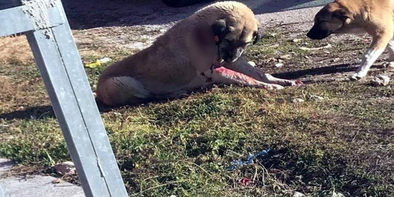 Üzerine doğru koşan sokak köpeğini rambo bıçağıyla yaraladı