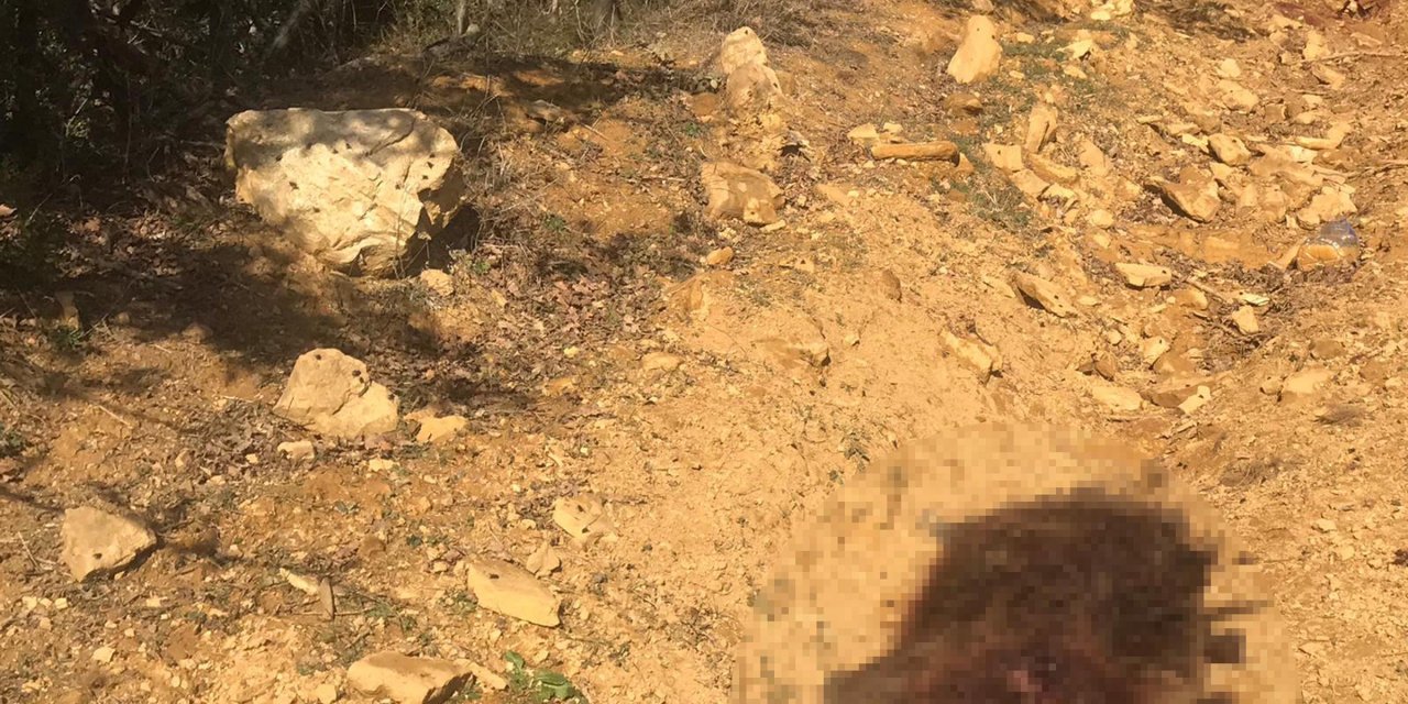 Domuz avında tüfekle vuruldu; 3 arkadaşı gözaltına alındı