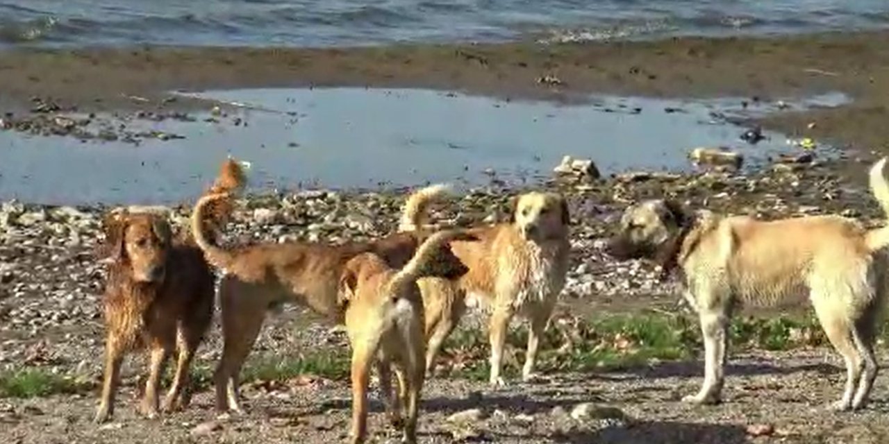İznik sahili, sokak hayvanlarına kaldı