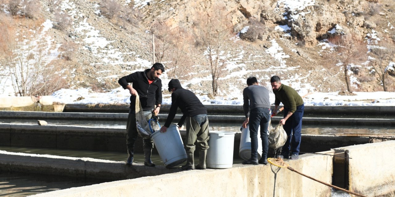 Çatak'ta havuzlarda havasız kalan 12 ton alabalık telef oldu