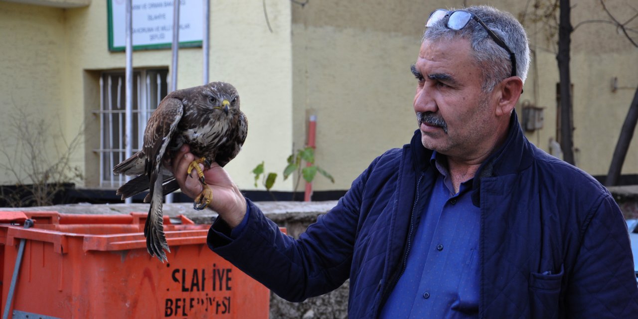 Tarlada bulunan kızıl şahin tedaviye alındı