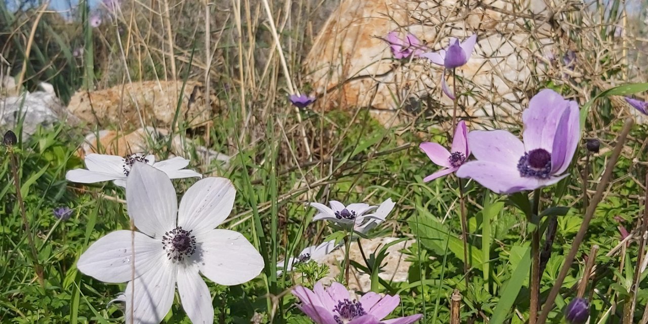 Datça'da baharın müjdecisi olarak bilinen anemonlar açtı