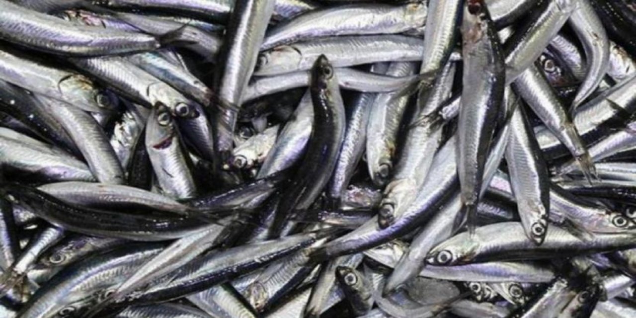 Hamsi avı Karadeniz ve İstanbul Boğazı'nda yasaklandı