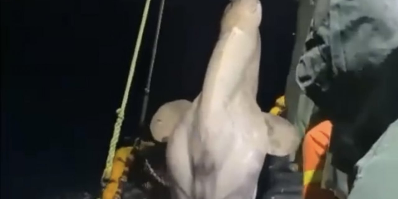 Balıkçıların ağına dev 'ay balığı' takıldı