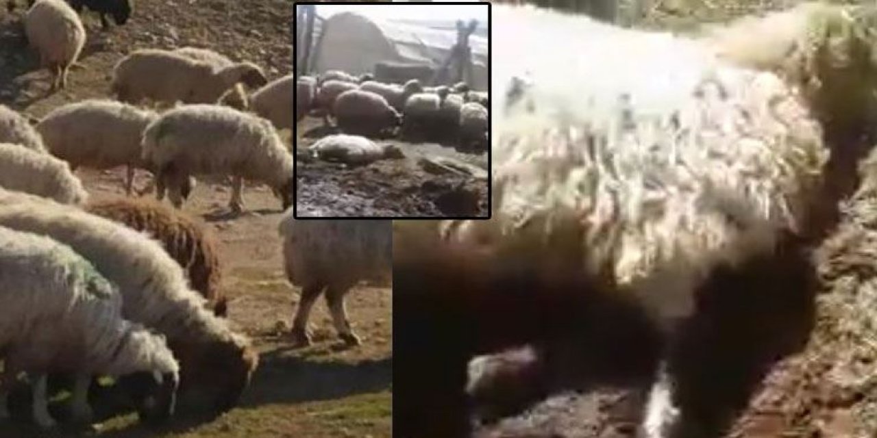 Mahmut Tanal görüntüleri paylaştı... Parası olmayan çiftçinin hayvanlarını ölüme terk ettiler!