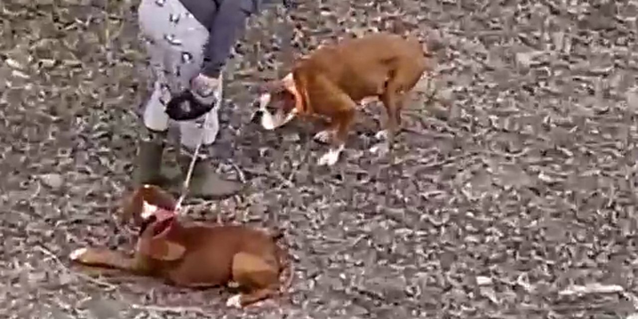 Köpeğe şiddet uygulayan kadından: Köpek döven ben, kediyi kurtaran da ben