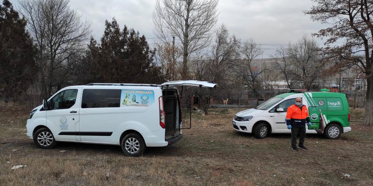 Köpek dövüştüren çiftlik sahibine 26 bin lira ceza