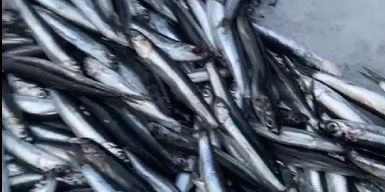 Ordu balık halinde buzhane hamsilerine yoğun talep