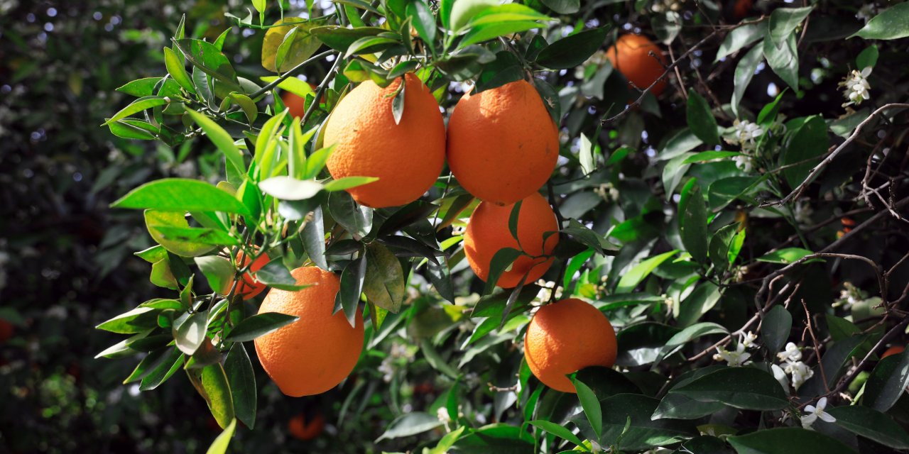 Portakalı dolu vurdu fiyatı 3'e katlandı; 'tane ile alın' önerisi yapıldı