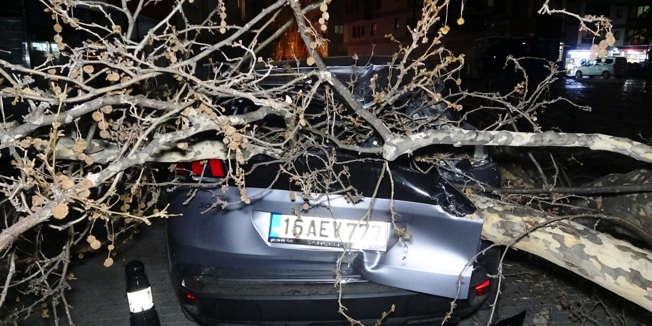 Lodos etkisini artırdı, 60 yıllık çınar ağacı 2 otomobilin üzerine devrildi
