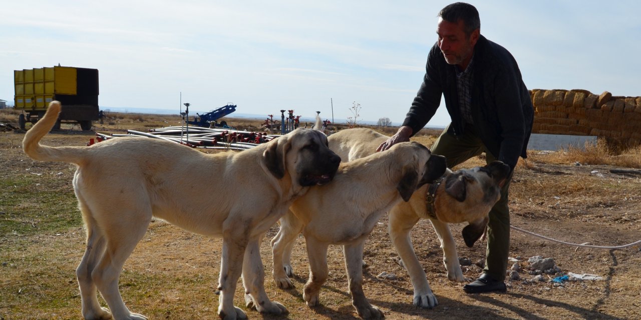 'Aksaray malaklısı' almak isteyenlere, 6 ay sonra için gün veriliyor