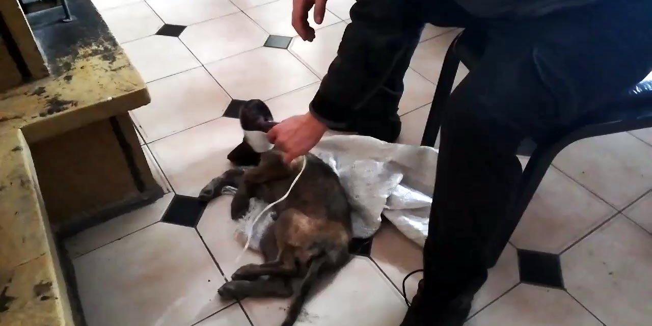 İş insanı, donmak üzereyken bulduğu köpeği hayata döndürdü