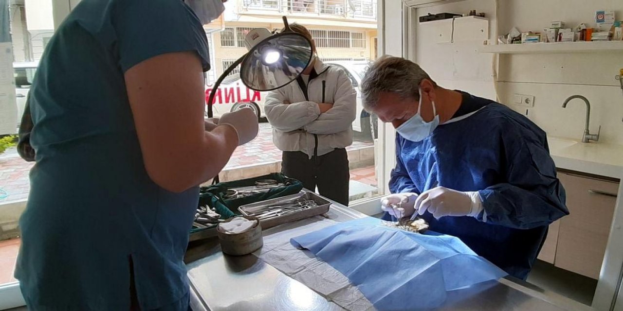 Avcıların vurduğu yaralı atmacalara doğaseverler yardım eli uzattı