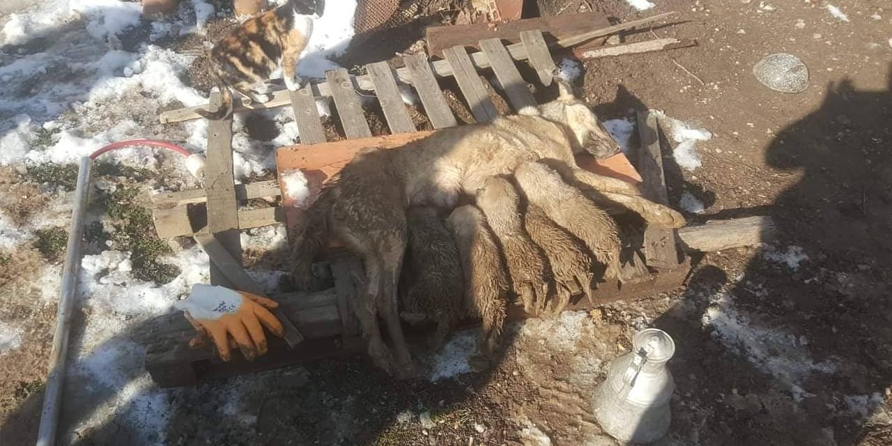 Enkaz altında kalan anne köpek ve 5 yavrusunu itfaiye kurtardı