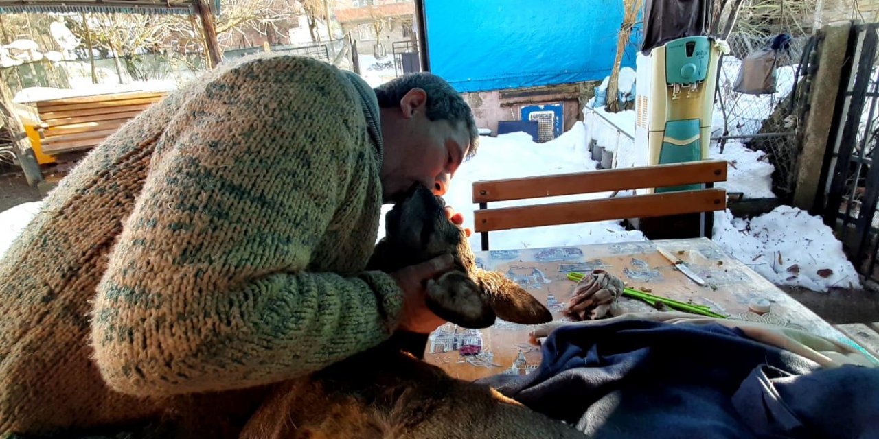 Köpeklerin saldırısıyla yaralanan karacaya suni teneffüs yaptı