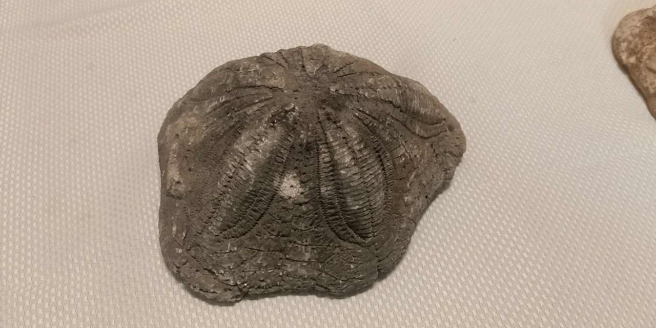 Çanakkale'de 6 deniz yıldızı fosili ele geçirildi