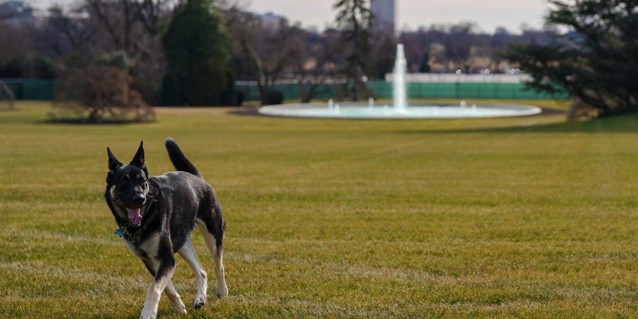 ABD Başkanı Joe Biden sahiplendiği iki köpeği Beyaz Saray’a taşıdı