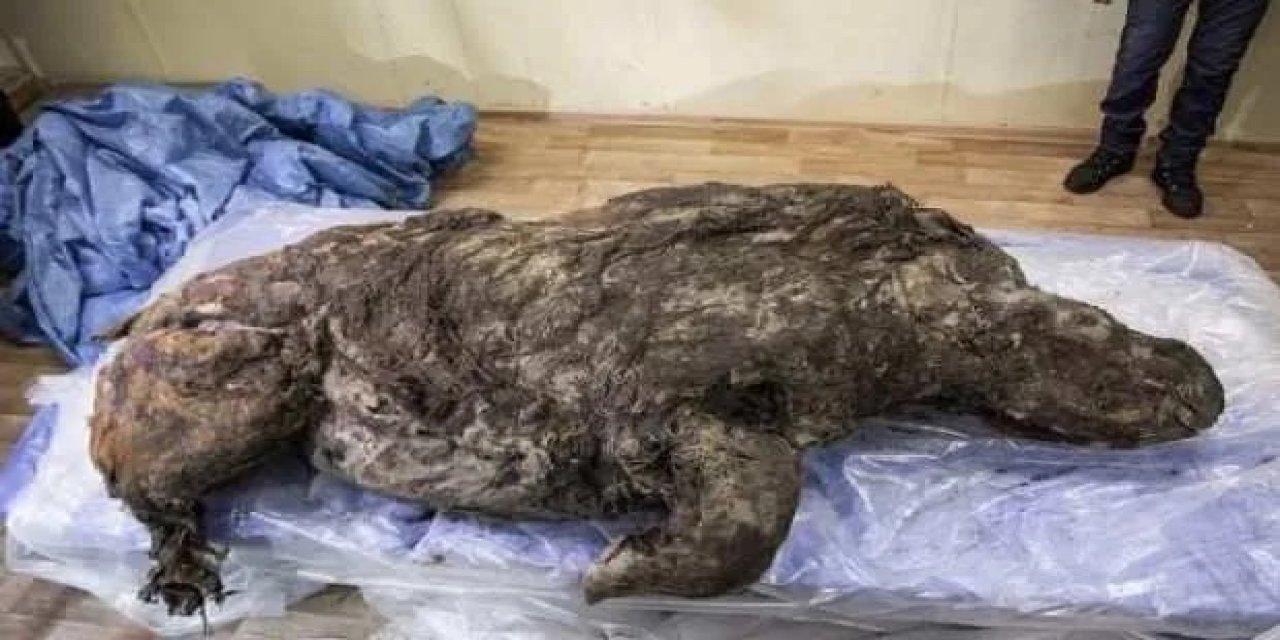 Sibirya’da 40 bin yıldır buzulda korunan gergedan keşfedildi