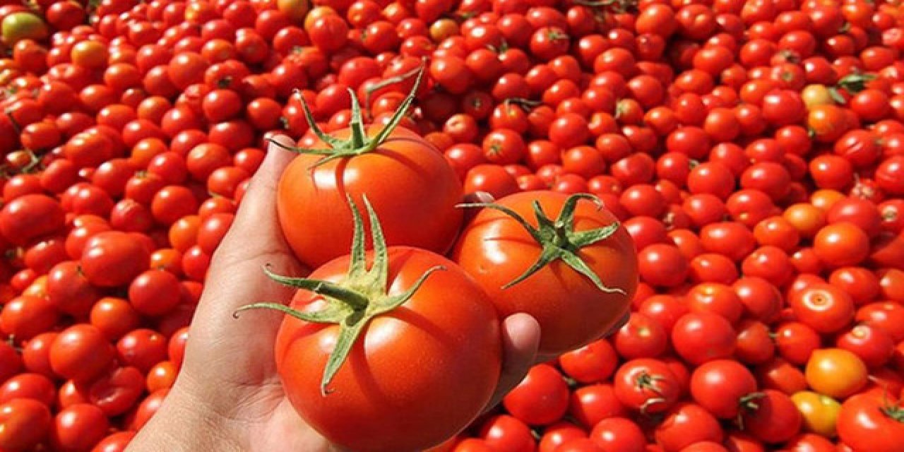 Serada 2 lira, markette 6 lira... Domatesin fiyatı, 10 kilometrede 3'e katlandı!