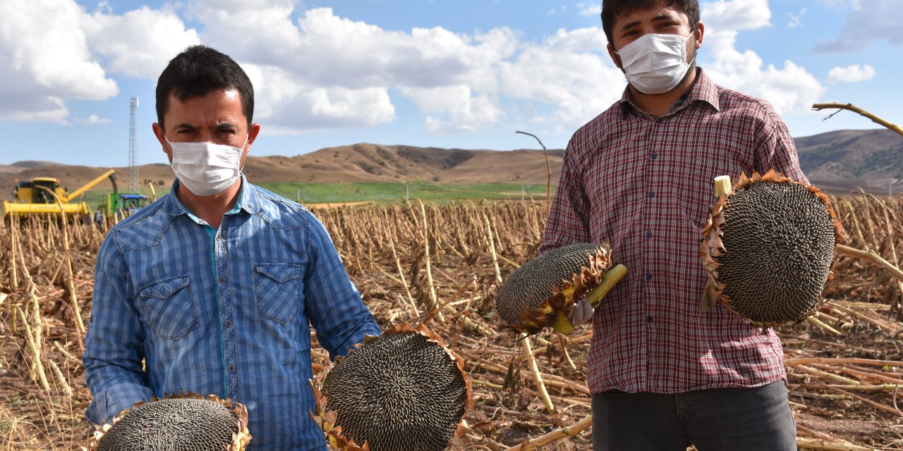 Sivas'ta ayçiçeğinin ekim alanı genişliyor