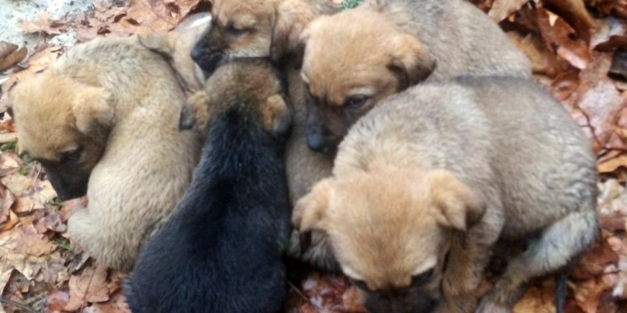 Donmak üzereyken bulunan köpek ve 6 yavrusu kurtarıldı
